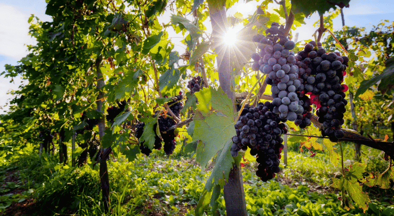 Histoires et culture de la vigne