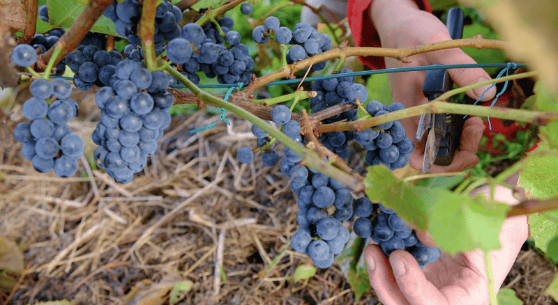 Technique de la vigne